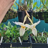 Stanhopea Foxy Lady
