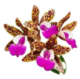 Cattlianthe Ratsima Spot
