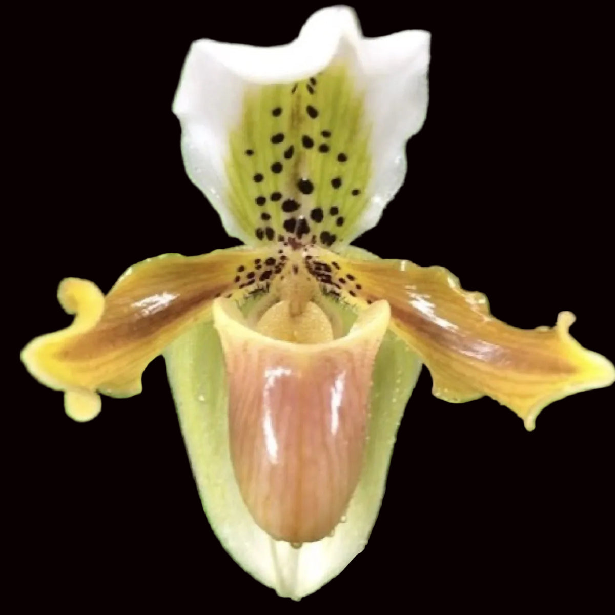 Paphiopedilum exul '#1'