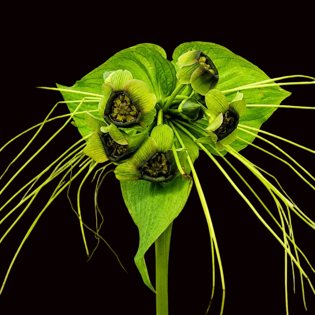 Tacca chantrieri (Green Bat Flower)