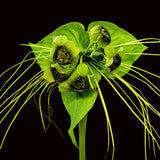 Tacca chantrieri (Green Bat Flower)